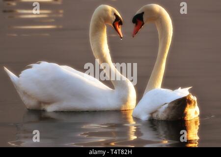 Zwei Schwäne, Herzen Stockfoto