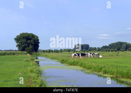 Vieh auf der Weide auf einen Entwässerungskanal, Neuenkirchen, Landkreis Osterholz, Deutschland, Europa Stockfoto