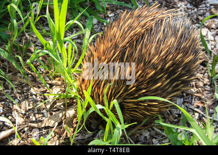 Echidnas, manchmal bekannt als Stacheligen Ameisenbären, wachen auf Gras und Blätter in einem Park in Australien Stockfoto