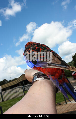 Ein Crimson Rosella (Platycercus elegans) Parrot auf meinem Arm, Auf ihrer farbenfrohen Blick nach hinten, Australien Stockfoto