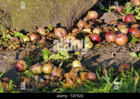 Herbst Früchte Äpfel, Bremen, Deutschland, Europa Stockfoto