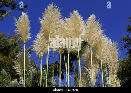 Amerikanische Pampas Gras (Cortaderia selloana), City Garden Bremen Vegesack, Deutschland, Europa Stockfoto