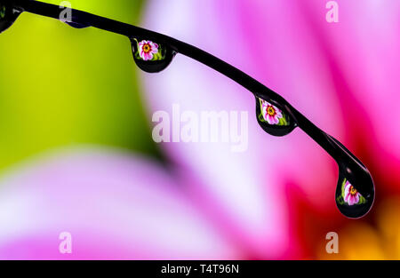 Rosa Blume in Tropfen Glycerin gebrochen an einem Kabel Stockfoto