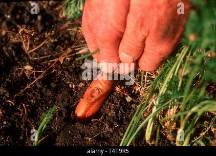 Gärtner hält Karotten in den Händen Stockfoto