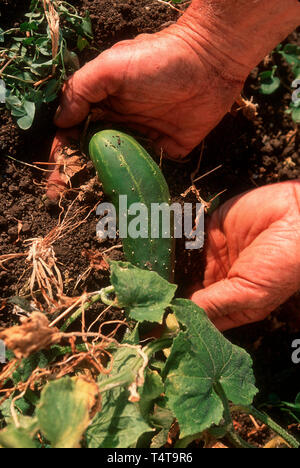 Gärtner hält Zucchini in den Händen Stockfoto