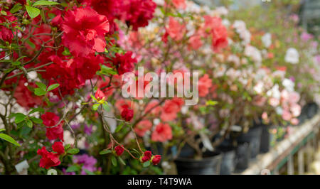 Blühende rote Rhododendron (Azalee), - aus der Nähe, selektiver Fokus, kopieren. Stockfoto