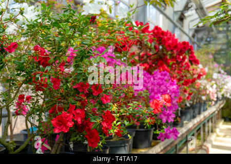 Blühende rote Rhododendron (Azalee), - aus der Nähe, selektiver Fokus, kopieren. Stockfoto