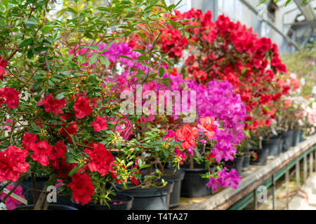 Blühende rote Rhododendron (Azalee), - aus der Nähe, selektiver Fokus, kopieren. Stockfoto