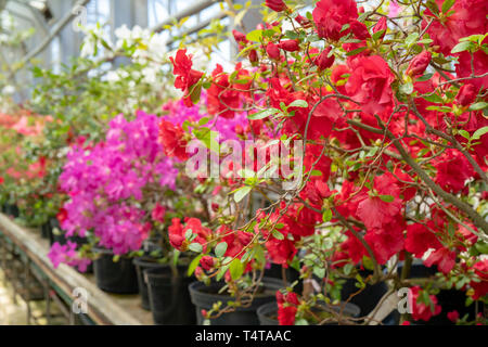 Blühende rote Rhododendron (Azalee), - aus der Nähe, selektiver Fokus, kopieren. Stockfoto