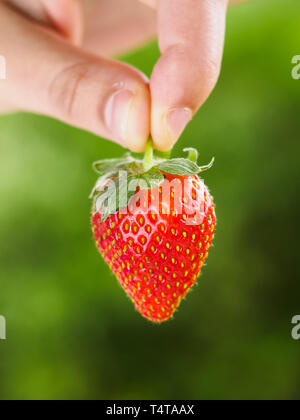 Erdbeere von Stammzellen mit der Hand mit grünem Hintergrund, in der Nähe Stockfoto