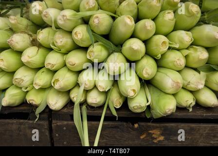 Mais, Mais, Gemüse auf dem Union Square Greenmarket, Manhattan, New York City, USA Stockfoto