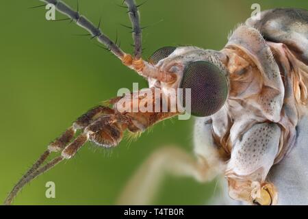 Kopf und Körper eines Krans fliegen (Tipula paludosa) Stockfoto