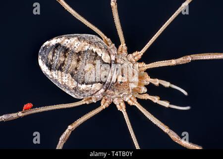 Schnitter, Daddy longlegs (Hadrobunus grandis) Stockfoto