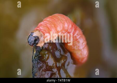 Caterpillar, Pflaume Frucht Motte (Grapholita funebrana) Stockfoto