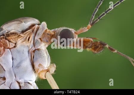 Kopf und Körper eines Krans fliegen (Tipula paludosa) Stockfoto