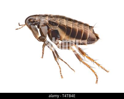 Flohmarkt vor weißem Hintergrund (siphonaptera) Stockfoto