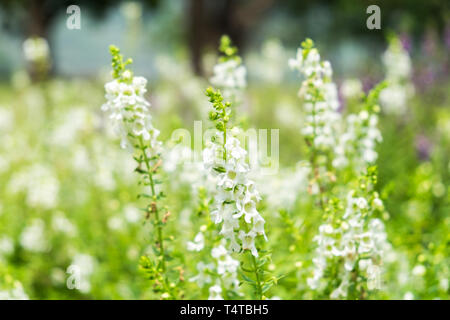 Salvia Salbei weiß Blume Blüte im Garten Stockfoto