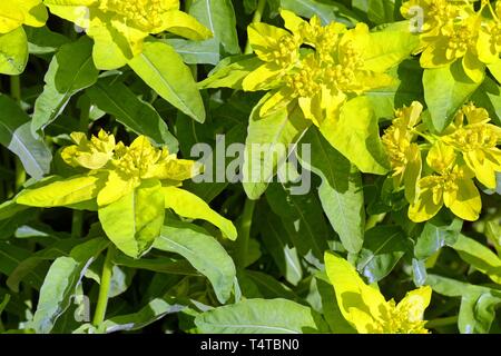Euphorbia polychromatischen Stockfoto