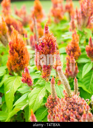 Cockscomb Blüte rot orange mit Bienen im Garten Stockfoto