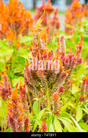 Cockscomb Blüte rot orange mit Bienen im Garten Stockfoto