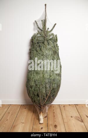 Frisch geschlagenen Weihnachtsbaum im Zimmer Stockfoto