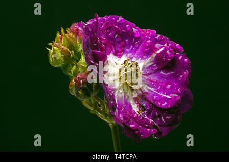 Rambler Rose (Rosa) Mehrjährige Blau, Züchter Tantau Stockfoto