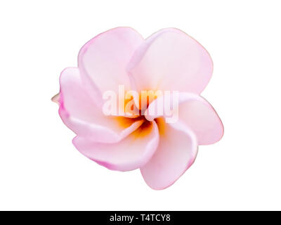 Plumeria rosa weiß Blütenblatt junge Milde, auf Hintergrund isoliert Stockfoto