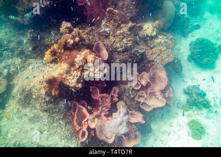 Das Leben Unterwasser farbenfrohe Korallenriff Fische Menge um, andaman, Koh Lipe, Thailand Stockfoto