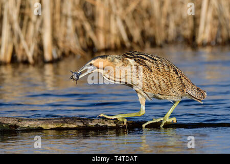 Große Rohrdommel, ein Planschbecken Vogel, stehend auf einem Baumstamm im See mit Fisch im Schnabel Stockfoto