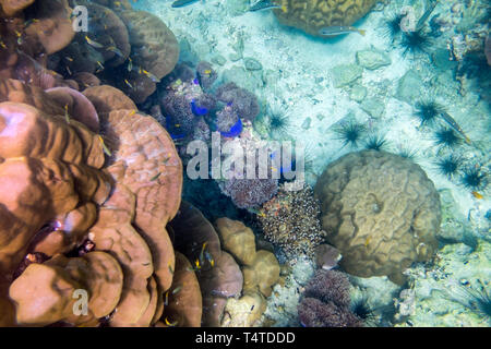 Unterwasser bunte Korallenriffe und Fische im Andaman Meer Stockfoto
