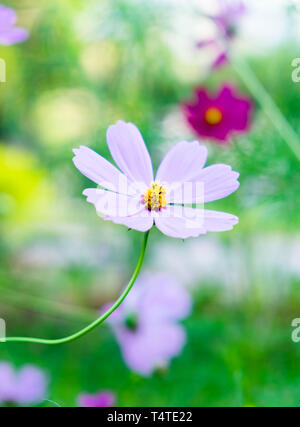 Cosmos pink einzelne glänzend auf grünem Hintergrund Stockfoto