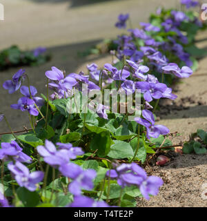 Wild selbst ausgesät gemeinsamen Hund-violette Blumen zwischen Steinplatten in eine Alsager Garten Cheshire England Vereinigtes Königreich UK Stockfoto