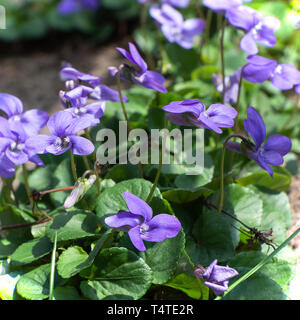 Wild selbst ausgesät gemeinsamen Hund-violette Blumen zwischen Steinplatten in eine Alsager Garten Cheshire England Vereinigtes Königreich UK Stockfoto