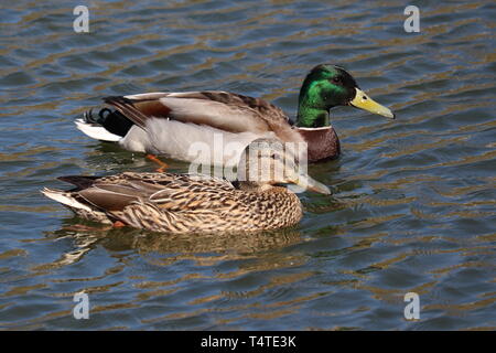 Paar stockente Schwimmen im Teich. Männliche und weibliche wilde Enten auf dem Wasser Stockfoto