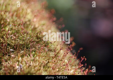 Magic forest, Moos mit roten Spore Kapseln bis zu schließen. Bunte Makroaufnahme von Märchen Natur, verträumte Hintergrund Stockfoto