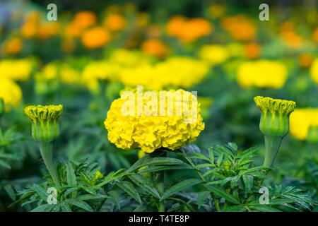 Ringelblume blühen gelbe Blume im Garten Stockfoto