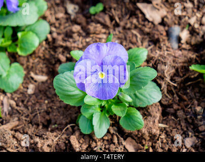 Stiefmütterchen, Viola sororia, Lila Blume im Garten Stockfoto
