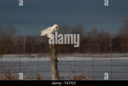 Snowy Owl thront auf einem hölzernen Pfosten ruft bei Sonnenuntergang im Winter in Ottawa, Kanada Stockfoto