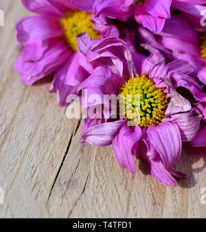 Rosa Gerbera, Asteraceae, tote Blumen, Stockfoto