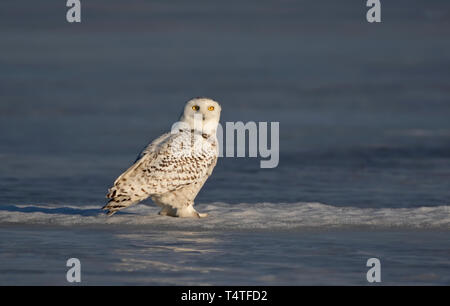Snowy owl Bubo scandiacus stehend in der Mitte von einem schneebedeckten Feld in Ottawa, Kanada Stockfoto