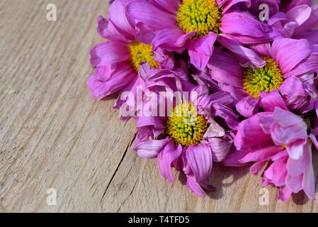 Rosa Gerbera, Asteraceae, tote Blumen, Stockfoto