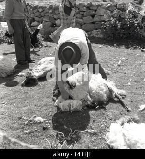 1960, historische, Schafe scheren, in einem stoneall Gehäuse. ein Bauer oder 57309 mit einer Schere oder Messer Scheren die Wolle weg von einem Schaf, England, UK. Stockfoto