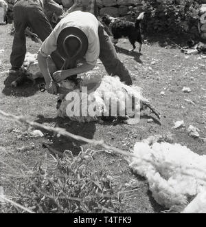 1960, historische, Schafe scheren, in ein Gehäuse von einer Steinmauer, Landwirt oder 57309 mit Klinge Schere, eine große Schere, die Wolle weg von einem Schaf, England, UK zu schneiden. Stockfoto