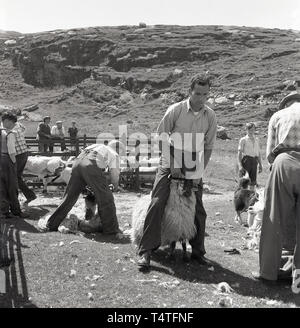 1960, historische, Schafe scheren, UK. Draußen auf einem Stück Land, auf einem Hügel, ein 57309 Holding ein Schaf mit seinen Hörnern vor Scheren. Stockfoto