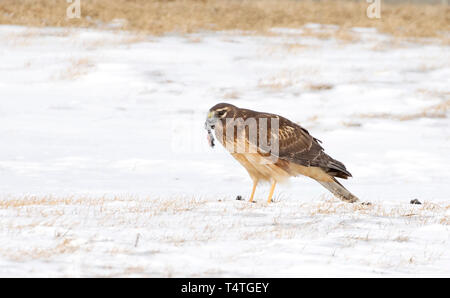 Northern Harrier (Circus cyaneus) in einem schneebedeckten Feld essen seine Beute in Kanada sitzen Stockfoto