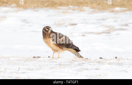 Northern Harrier (Circus cyaneus) in einem schneebedeckten Feld essen seine Beute in Kanada sitzen Stockfoto