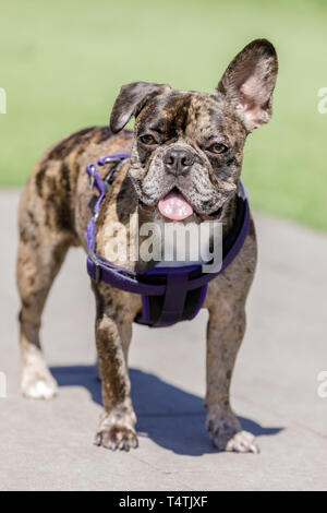 Brindle Frenchie männlichen Welpen Kopf mit einem Ohr und einem Ohr nach unten. Stockfoto