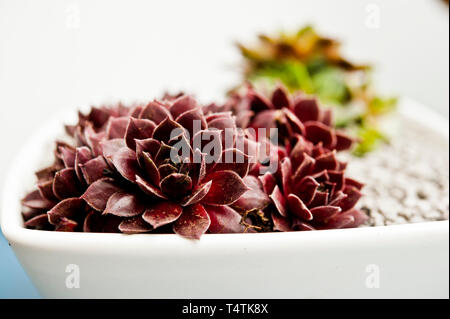 Sempervivum sukkulenten Pflanzen in eine Schüssel, in der Nähe Stockfoto