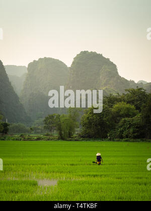 Weibliche Reisbauer mit traditionellen konischen hat in leuchtenden Grün nass Reisfeld mit karst Hügel im Hintergrund, Tam Coc, Ninh Binh, Vietnam Stockfoto