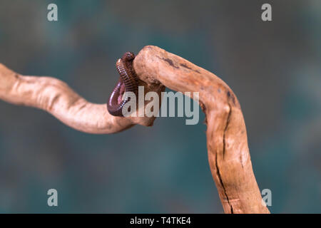 Tausendfüßler (diplopoda) auf Holz- zweig: Detailansicht mit selektive Fokus Stockfoto